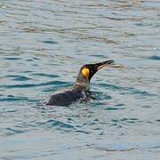 King Penguin