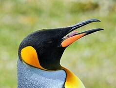 King Penguin