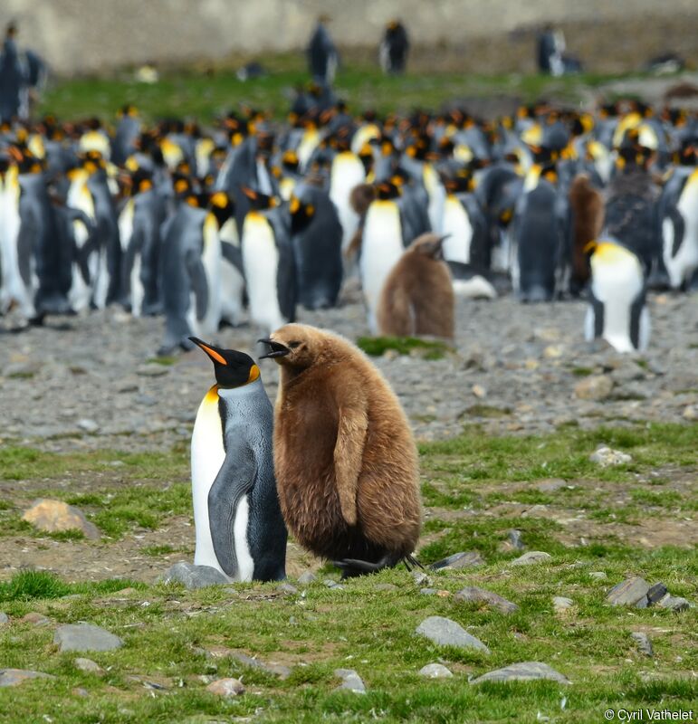 King Penguin, identification, habitat, aspect, walking
