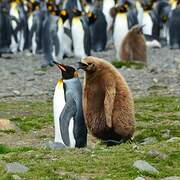 King Penguin