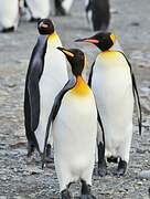 King Penguin