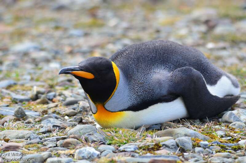King Penguinadult, identification, Behaviour