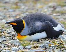 King Penguin