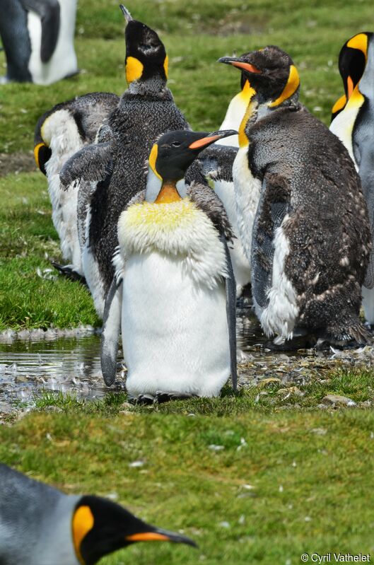 King Penguin, moulting, aspect, pigmentation
