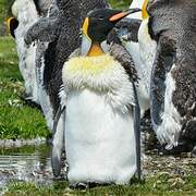 King Penguin