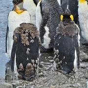 King Penguin