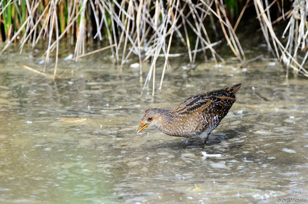 Marouette ponctuéeadulte, identification, composition, marche