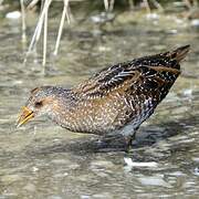 Spotted Crake