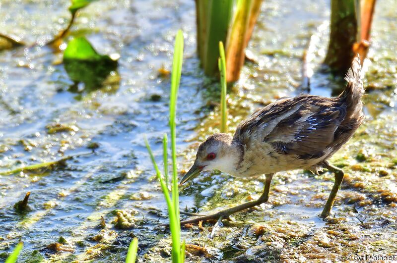 Little Crake female adult transition, identification, moulting, swimming
