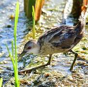 Little Crake