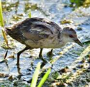 Little Crake