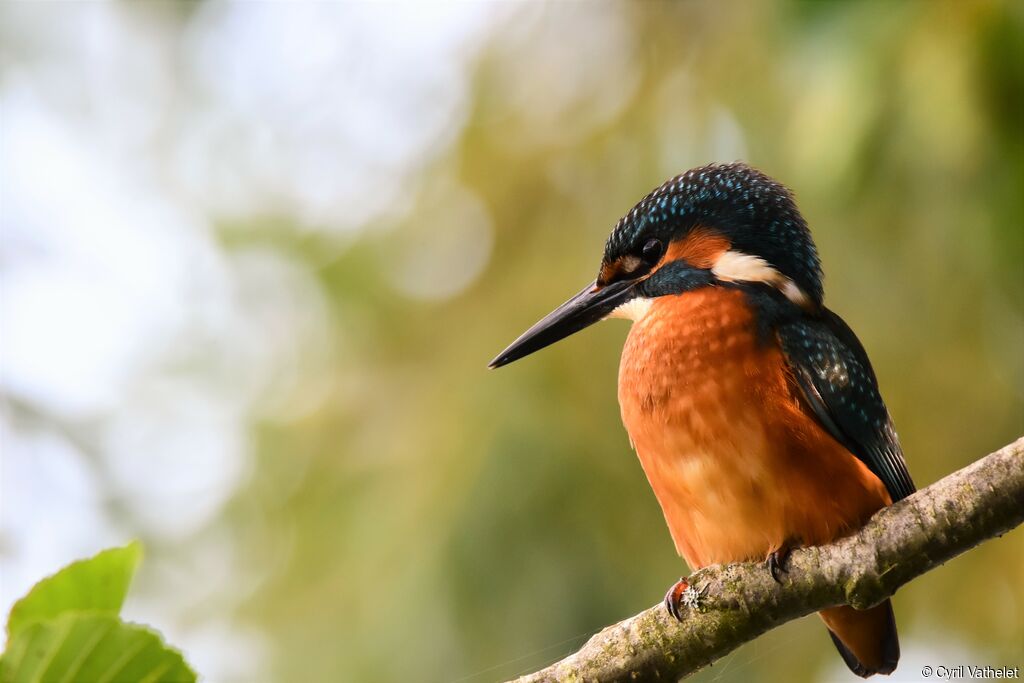 Common Kingfisher