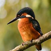 Common Kingfisher