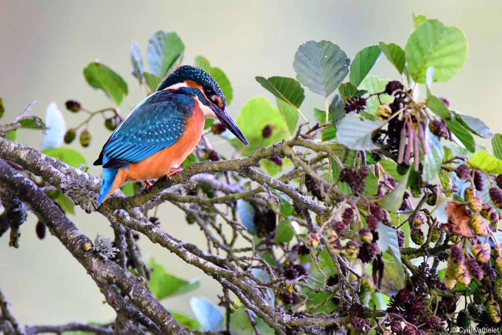 Martin-pêcheur d'Europe mâle, identification