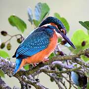 Common Kingfisher