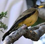 Austral Thrush