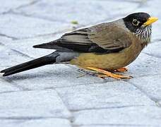 Austral Thrush