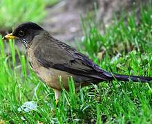 Austral Thrush