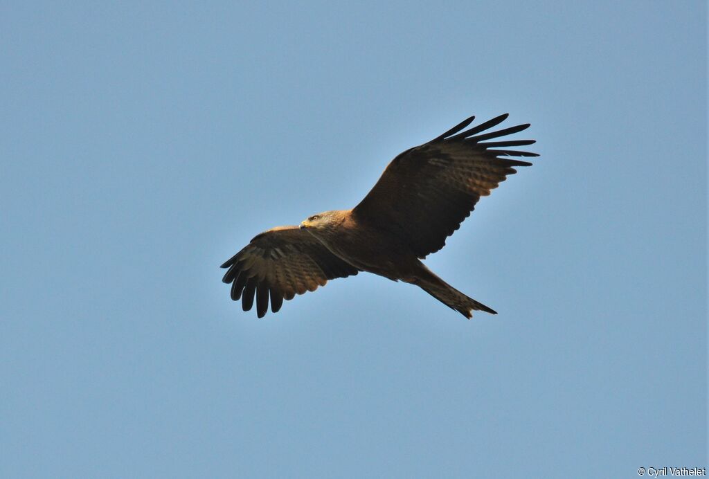 Black Kiteadult, Flight