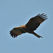 Black Kite