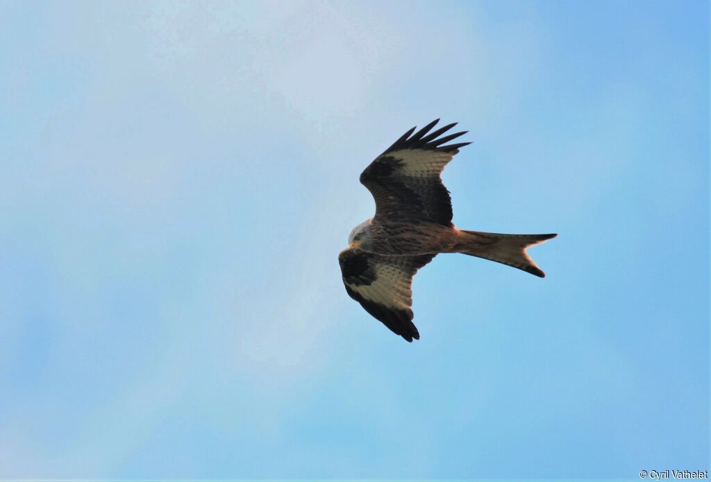 Red Kiteadult, identification, aspect, Flight