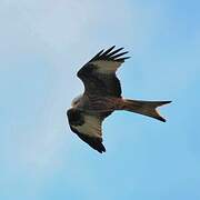 Red Kite