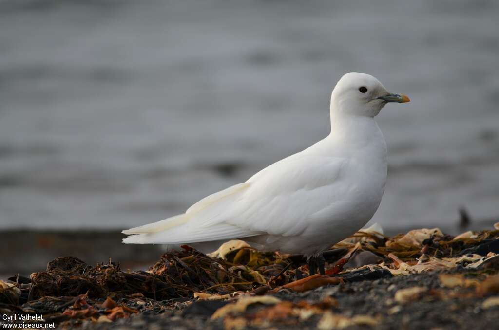 Mouette blancheadulte, identification, marche