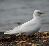 Ivory Gull