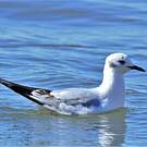 Mouette de Bonaparte