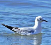 Bonaparte's Gull