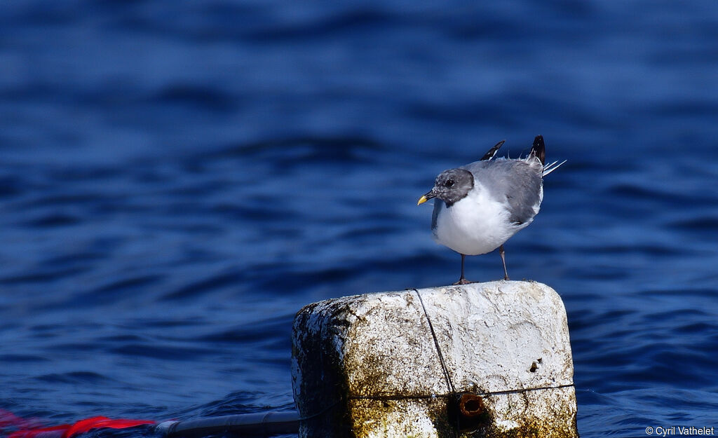 Mouette de Sabineadulte, identification