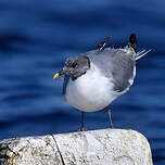 Mouette de Sabine