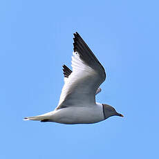 Mouette de Sabine