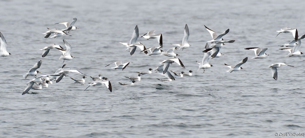 Mouette de Sabine, composition, Vol