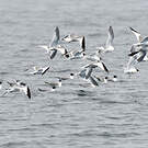Mouette de Sabine