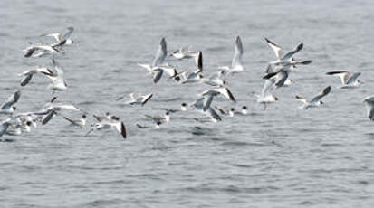 Mouette de Sabine