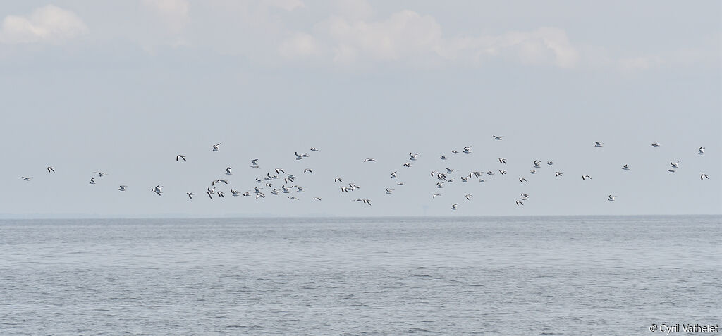 Mouette de Sabine, Vol