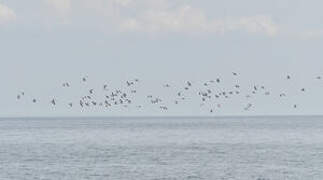 Mouette de Sabine