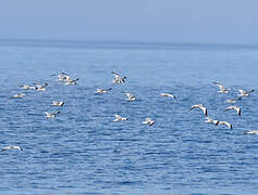 Mouette de Sabine