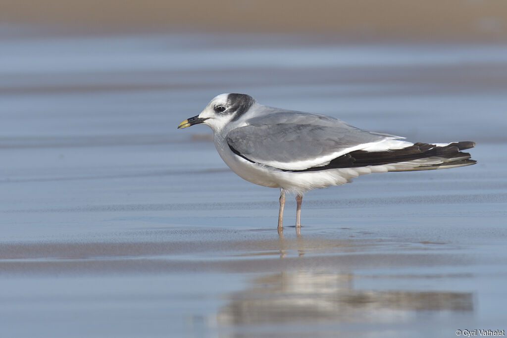 Mouette de Sabineadulte internuptial, identification, composition, pigmentation, marche