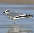 Mouette de Sabine