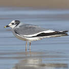 Mouette de Sabine