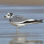 Mouette de Sabine