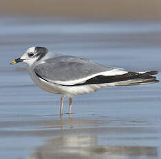 Mouette de Sabine