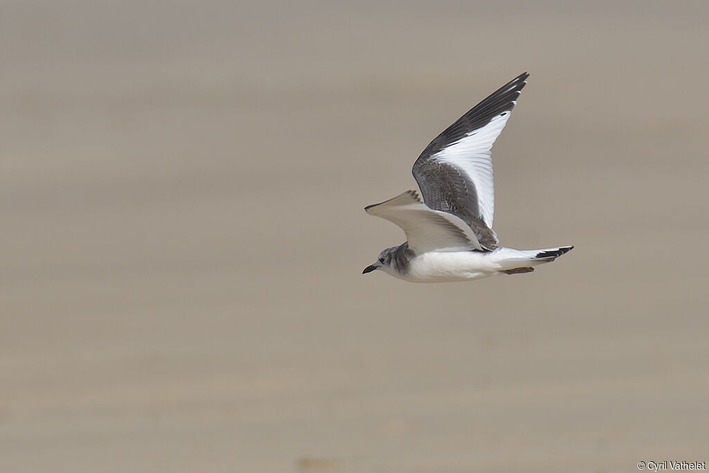 Mouette de Sabinejuvénile, composition, pigmentation, Vol