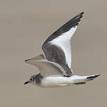 Mouette de Sabine