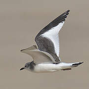 Mouette de Sabine