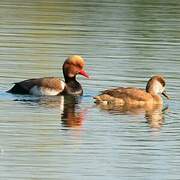 Red-crested Pochard