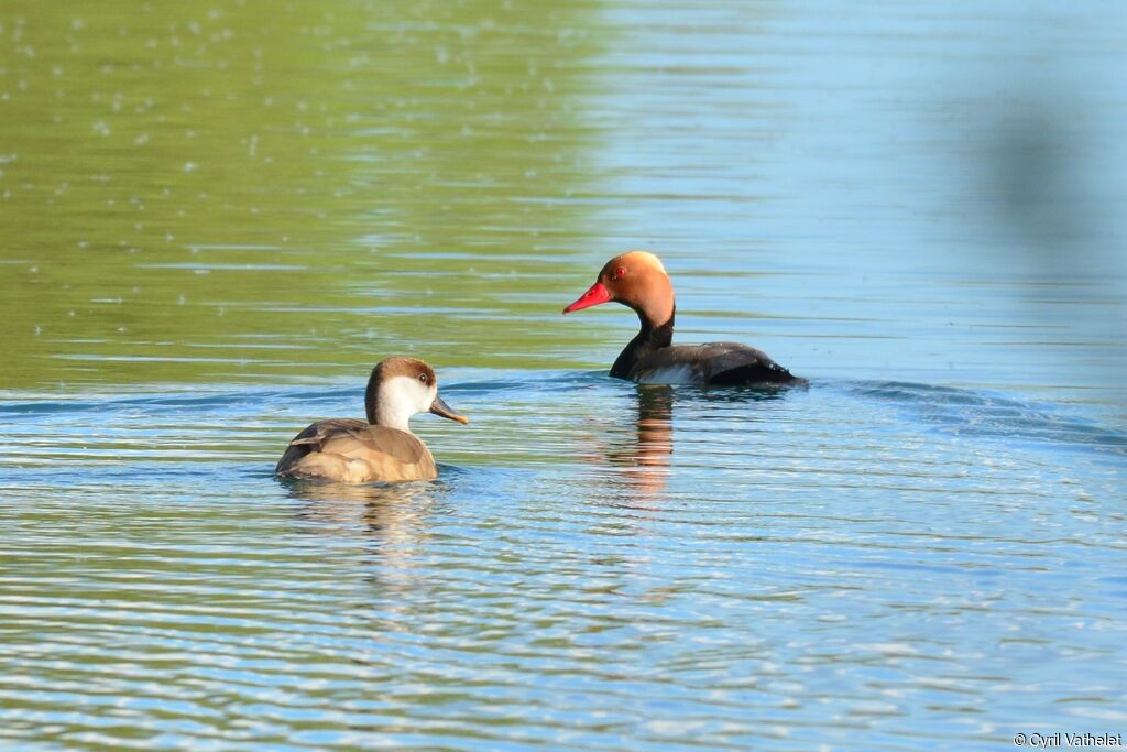 Red-crested Pochardadult breeding, aspect, pigmentation, swimming