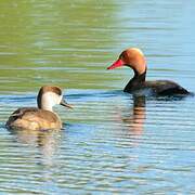 Red-crested Pochard